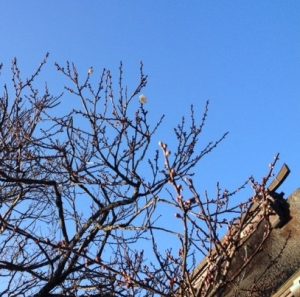 ボナペティ　久留米　