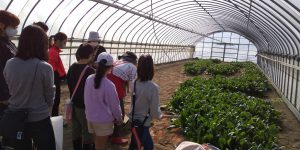 ボナペティ 久留米 フードドライブ ほうれん草収穫