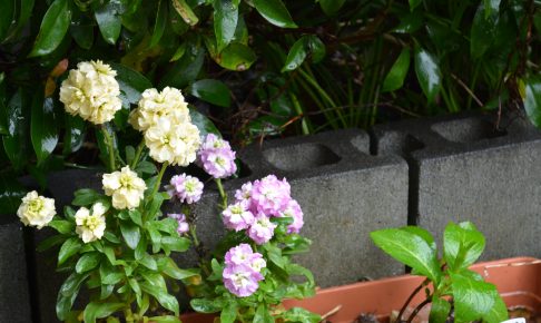 ボナペティ 久留米 2024年月フードドライブ　こども食堂