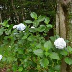 ボナペティ 久留米 2024年6月フードドライブ こども食堂