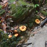 ボナペティ 久留米 2024年9月こども食堂 ぎおんさんの森食堂